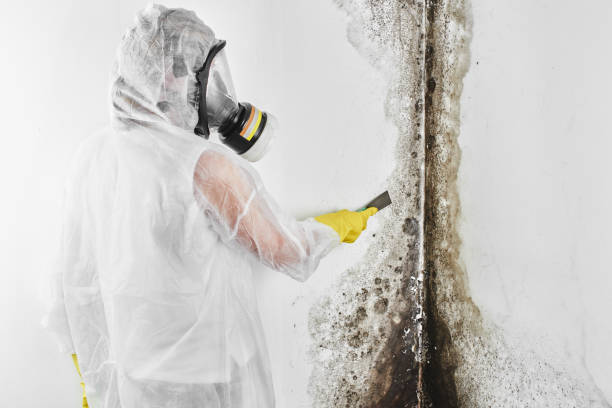 Mold Removal Process in Mccall, ID